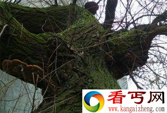 千年柳树成精变成美女色诱大学生 结局太可怕了!