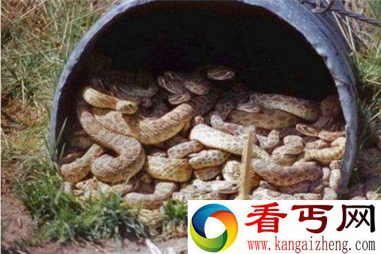男子修理管道不料竟发现 令人头皮发麻的一幕!