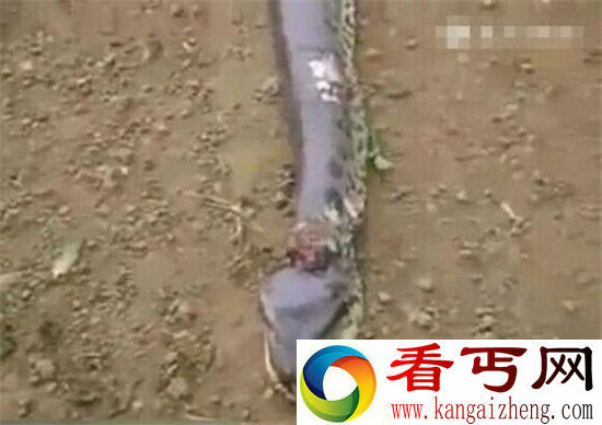 男子捕获9米大蟒蛇 剖开肚子后惊呆了!
