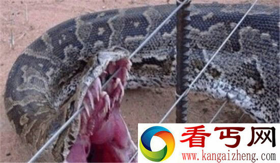 水库炸出巨蟒 竟有140岁成精了震惊?