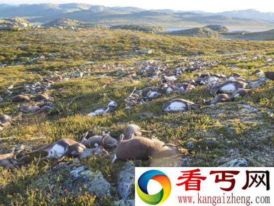 300多野生驯鹿集体死亡