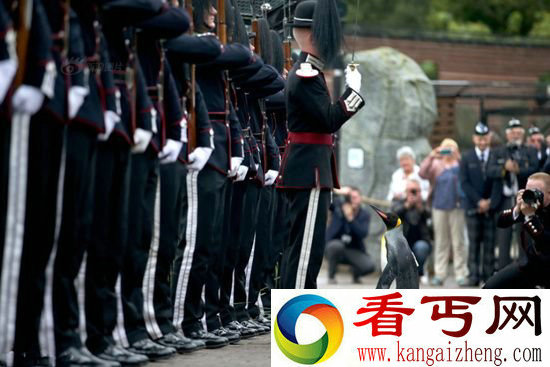 挪威一企鹅被授予准将军衔