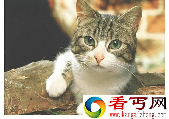 英国猫咪近亲繁殖 长相恐怖成网红