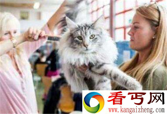 瑞士举行国际猫展 猫咪身价数十万比人还惬意