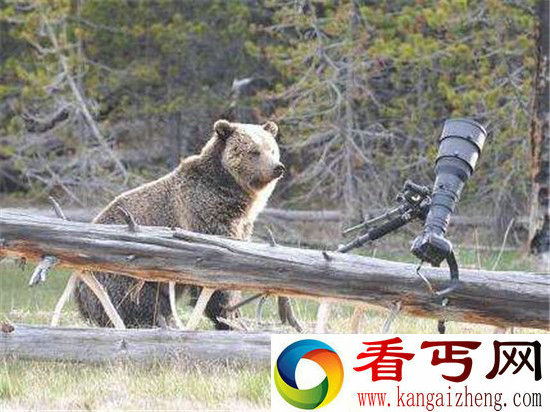 北极熊出逃被射杀 如此残忍德国警方为何表示赞许?