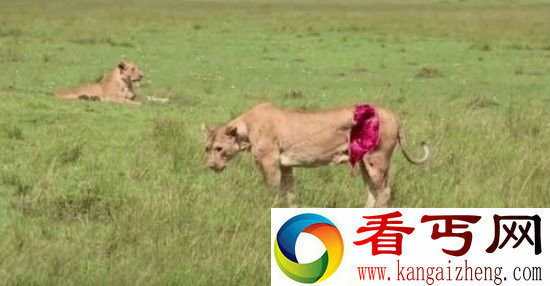 母狮捕猎被水牛顶伤 腹部被撕裂好大一块!