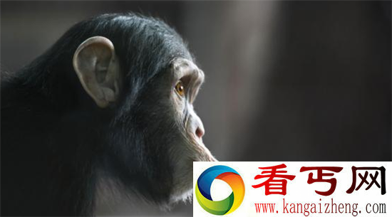 动物拥有人类智慧 人与动物的战争谁能赢?