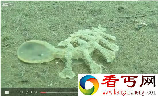 巴厘岛惊现外星怪鱼长13只脚!画面恶心
