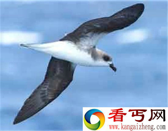 世界8大奇幻生物 加勒比海妖竟然是真的!
