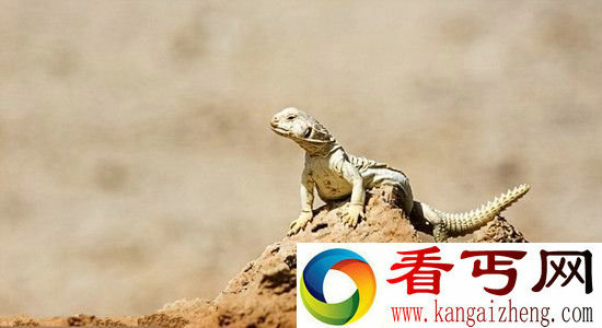 火星上发现爬行动物遗骸 有生命存在?