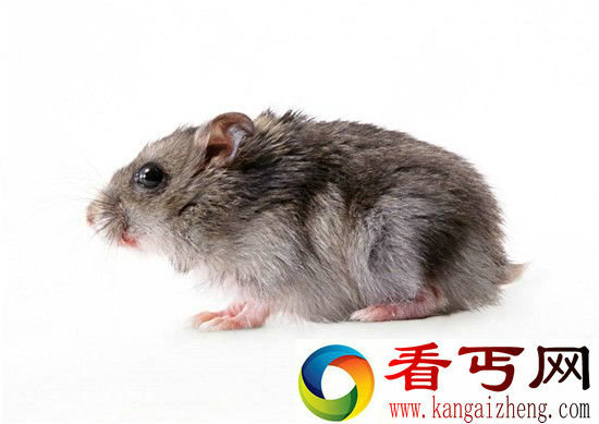 动物生殖能力大比拼兔子繁殖能力竟然是最弱的!