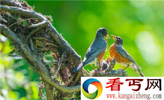 盘点世界上十大最忠贞爱情鸟 你知道几对?