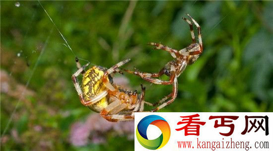 盘点蜘蛛的十大怪异行为真是动物界的奇葩!