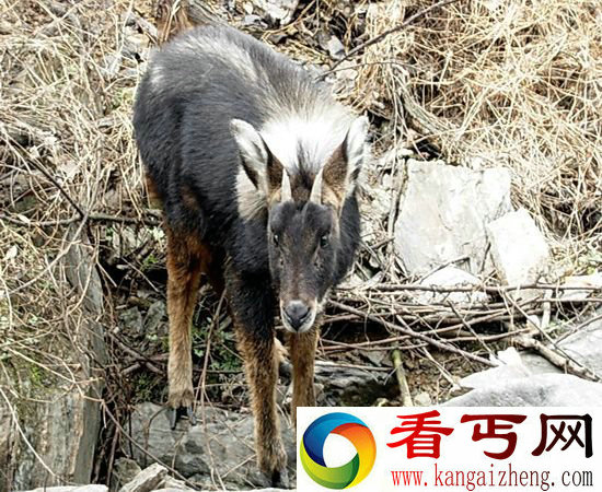 神兽踩空掉千岛湖 工人冷水营救送归山林