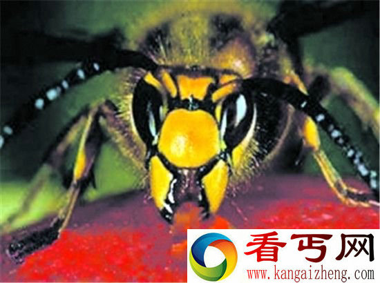 世界上最恐怖的5种虫子!见到一定要躲着走!