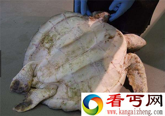无故海龟意外死亡 知道真相的人们自责不已!
