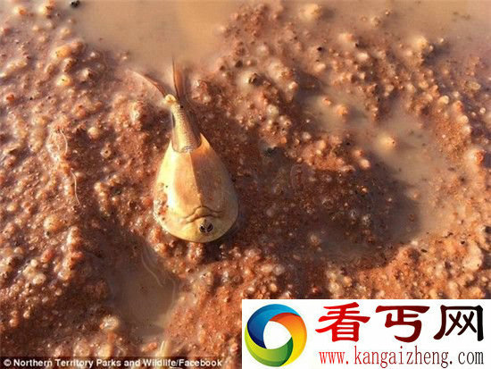 澳洲现史前动物恐龙虾! 钢盔造型似异形