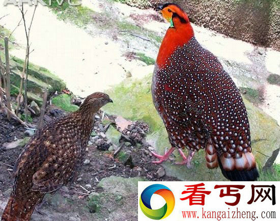 灰腹角雉现云南 带来极高生物研究价值