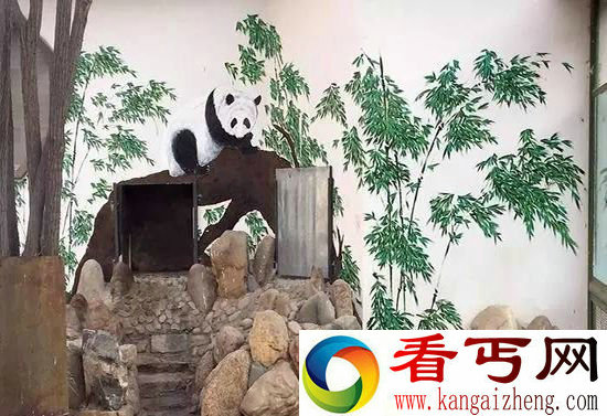 熊猫瘦成皮包骨，难道是思念四川农村老家？