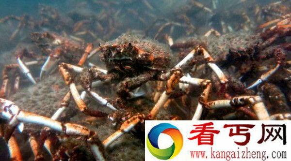 十万螃蟹迁移似外星怪物入侵 灾难要发生?