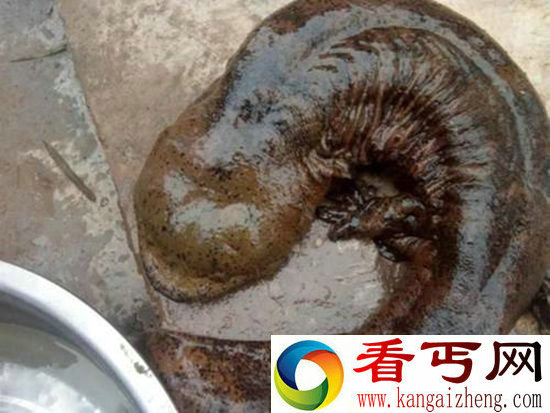 现巨型野生娃娃鱼 如此巨大实属罕见。