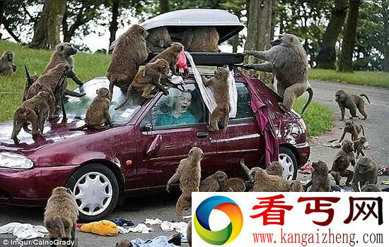 盘点人与动物的奇葩瞬间 它们真不是好惹的!