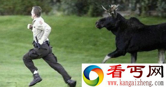 盘点人与动物的奇葩瞬间 它们真不是好惹的!