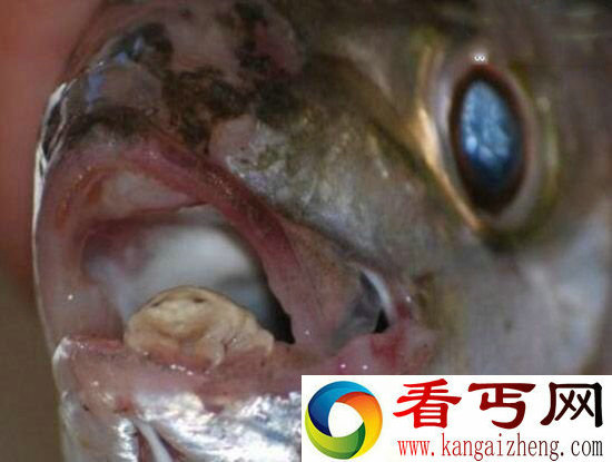 缩头鱼虱能食用?形态奇异是中药材