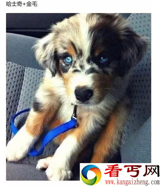 各种杂交的犬类 看到第九个我真的服了
