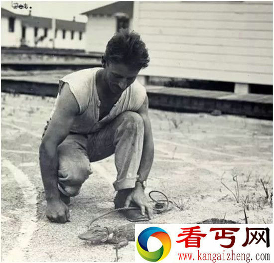 一战中那些获得勋章的动物 他们拯救了无数人