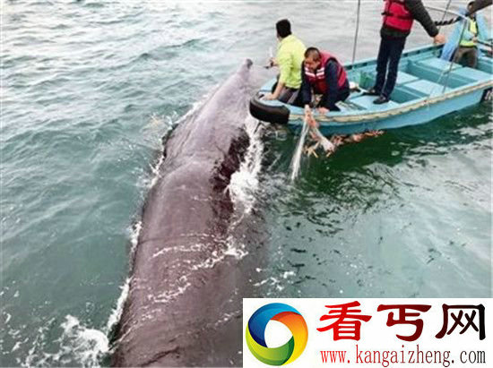 解救被困抹香鲸 潜水员从其口中掏出大量垃圾