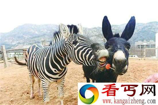 世界十大杂交动物 看完第一个我就忍不住了