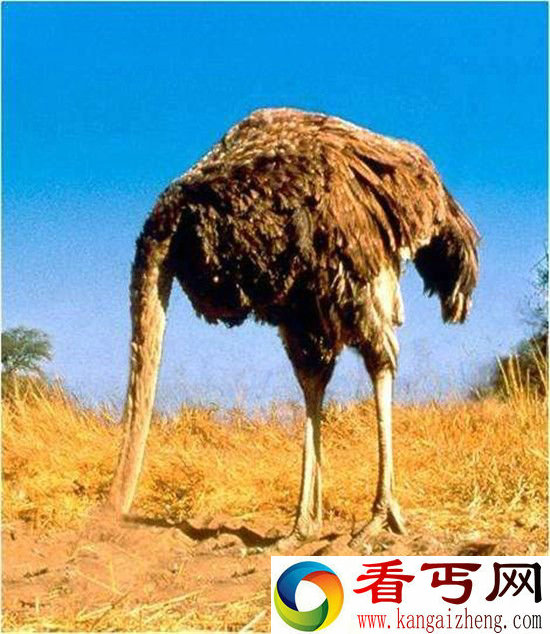 鸵鸟需要把头埋进沙子逃生?发起威来狮子都害怕