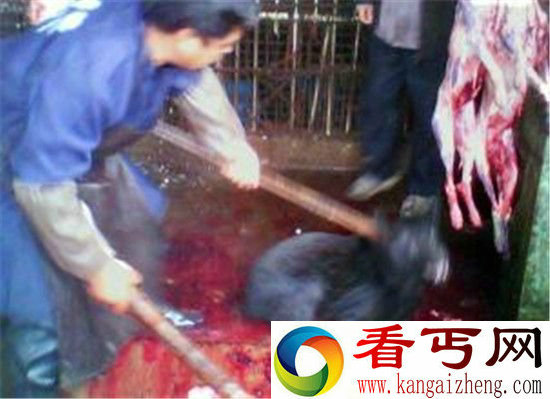 “大头”男子居民楼每天杀猫杀狗 现场惨不忍睹