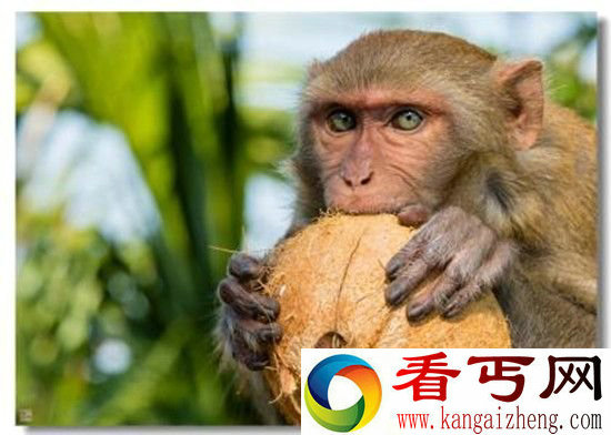 十大动物残忍吃法90%的人看到第一个就吐了