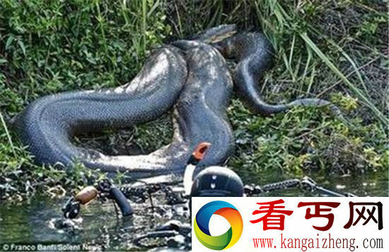 世界上最大巨型蟒蛇 现身亚马逊河震惊世界!