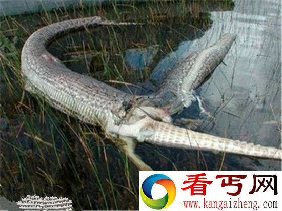 实拍巨蟒吞食科莫多巨蜥全过程 场面血腥恐怖