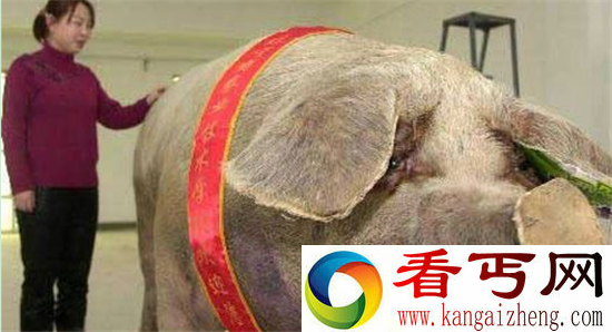动物界巨无霸盘点 甚至可以与恐龙争锋？