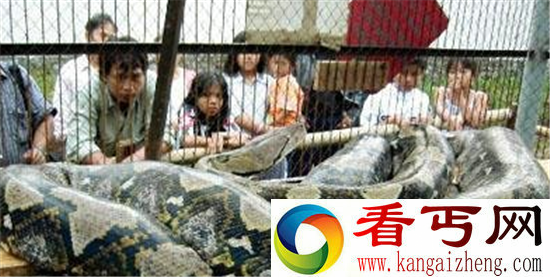 动物界巨无霸盘点 甚至可以与恐龙争锋？