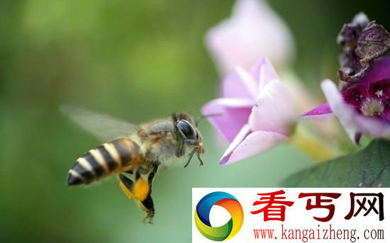 蜜蜂的采粉量 与花粉味道存在关联