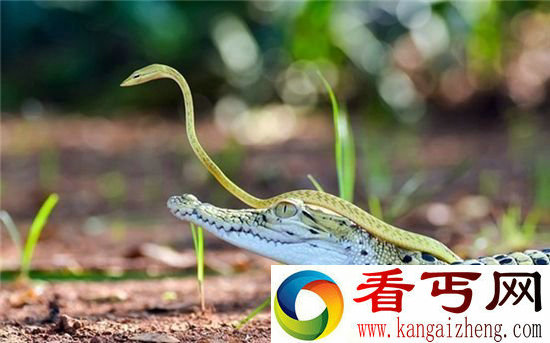 蛇和鳄鱼不止可以相杀 还可以相亲相爱