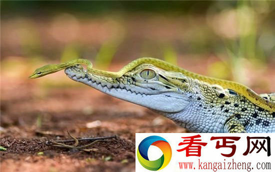 蛇和鳄鱼不止可以相杀 还可以相亲相爱
