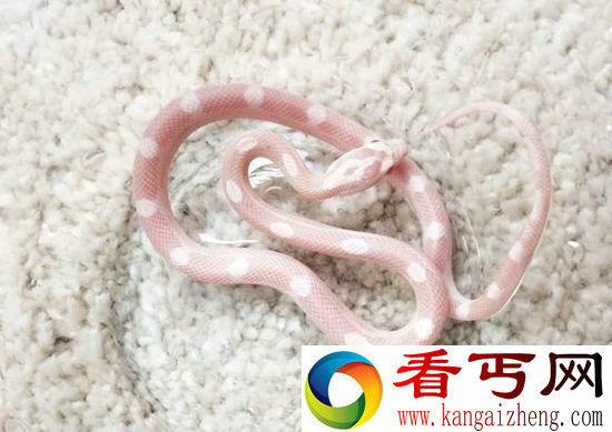 蛇为什么没有腿 千万年前化石