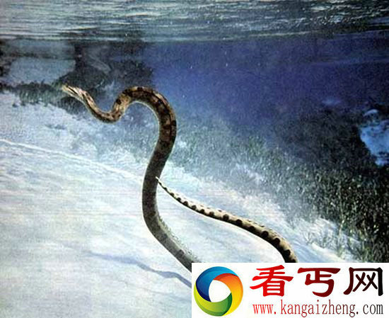 蛇为什么没有腿 千万年前化石