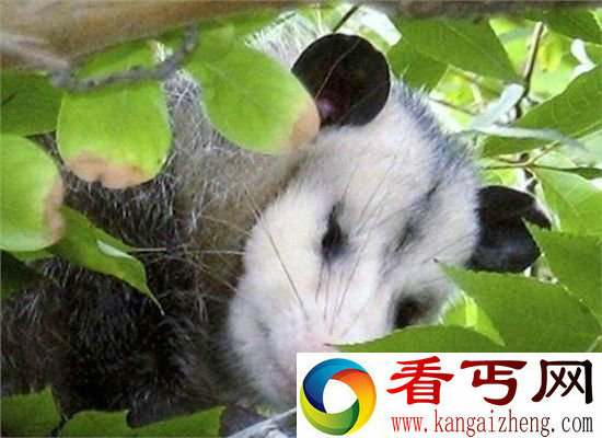 不明生物一掌拍下 手掌莫名遭殃