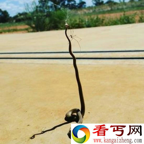 小蜘蛛大战棕蛇 蛇完败进蜘蛛肚