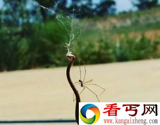 小蜘蛛大战棕蛇 蛇完败进蜘蛛肚