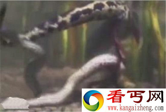 实拍巨蟒河中分娩场面血腥恐怖 竟诞生60条小蛇