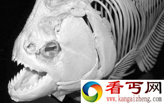 超级食人鱼咬力不输霸王龙 霸气测漏