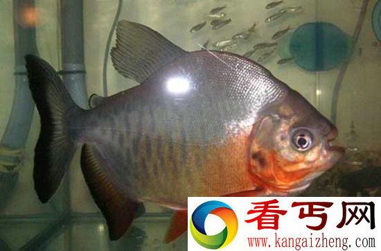 超级食人鱼咬力不输霸王龙 霸气测漏